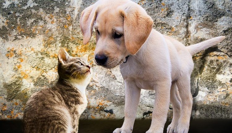 Dileme više neće biti: Naučnici dokazali ko je STVARNO pametniji – pas ili mačka
