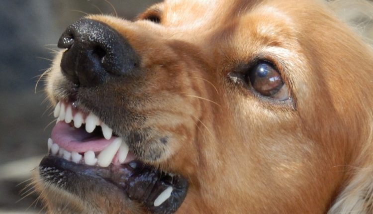 Šta uraditi kad se ispred vas nađe agresivan pas: Jedna stvar može da vas spasi