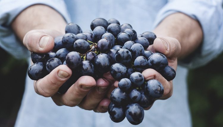 Grožđe – moćan prirodni lek Grožđe – moćan prirodni lek