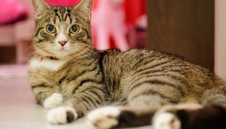 „Štiti od korone, razgovara sa zagrobnim svetom“: Rus prodaje mačka za 70.000 evra