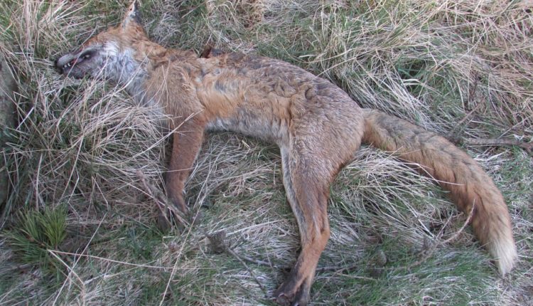 Zaštićene životinje ponovo otrovane: pronađeno 16 leševa Zaštićene životinje ponovo otrovane: pronađeno 16 leševa