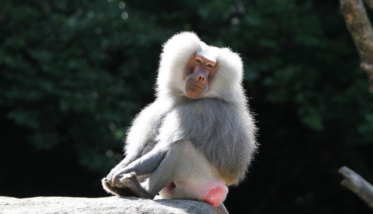 Evakuisan zoo vrt zbog bega pavijana iz kaveza Evakuisan zoo vrt zbog bega pavijana iz kaveza