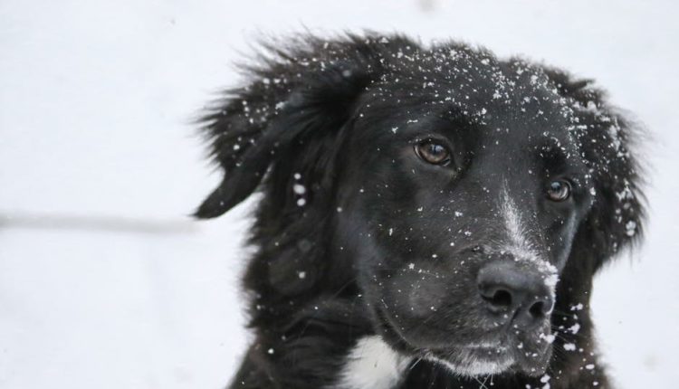 Dosta je bilo proleća: spremite se za temperaturni šok Dosta je bilo proleća: spremite se za temperaturni šok