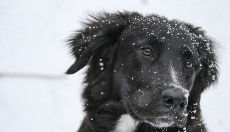 Dosta je bilo proleća: spremite se za temperaturni šok