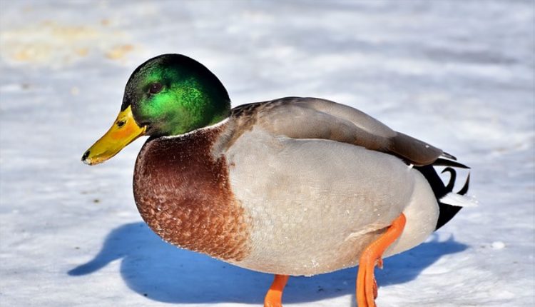 Sud odlučio: Patke su pobedile!