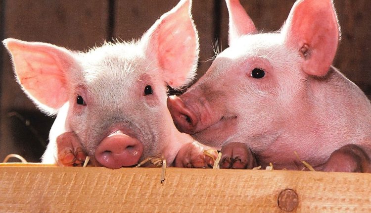 U ovoj zemlji ima više svinja nego stanovnika