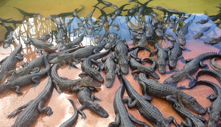 Čuveni modni brend na sudu zbog kože više od 700 mladih krokodila Čuveni modni brend na sudu zbog kože više od 700 mladih krokodila