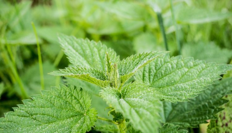 Kopriva je prirodni multivitamin, a sok od koprive jača imunitet (recept) Kopriva je prirodni multivitamin, a sok od koprive jača imunitet (recept)