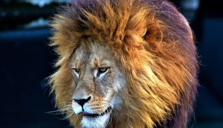 Panika među građanima: Lavovi, tigrovi i jaguar pobegli iz zoološkog vrta