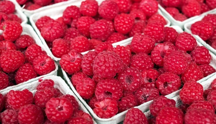 Papreni lek iz prirode: Šta šaka malina dnevno čini za vaše zdarvlje? Papreni lek iz prirode: Šta šaka malina dnevno čini za vaše zdarvlje?