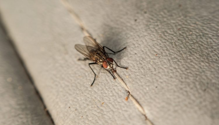 Evo šta se može desiti kad vam muva sleti na jelo, postoji ogroman rizik kojeg mnogi nisu svesni