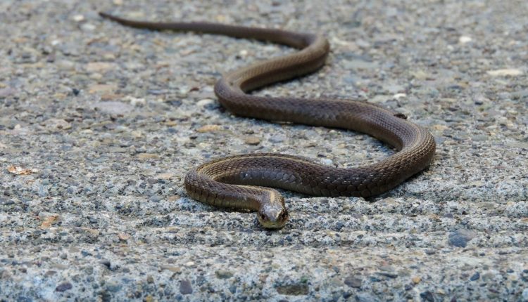 Vrućine izmamile zmije na beogradske ulice: Evo u kojim delovima grada ih ima najviše