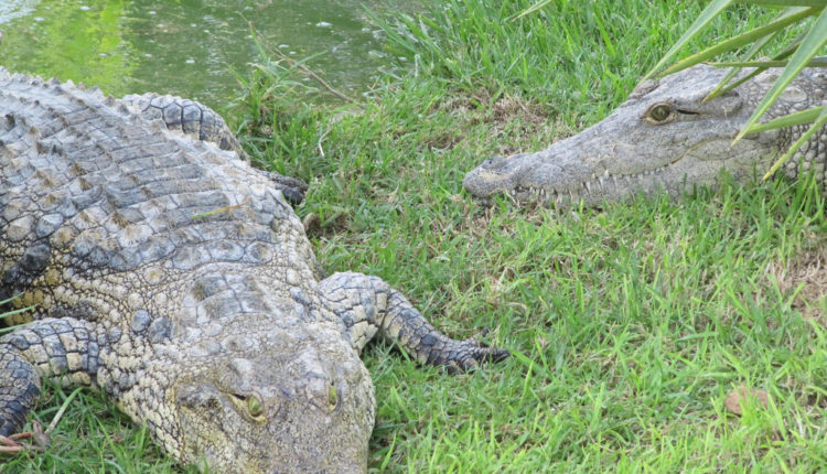 Neverovatno: Ubili čak 300 krokodila u znak osvete