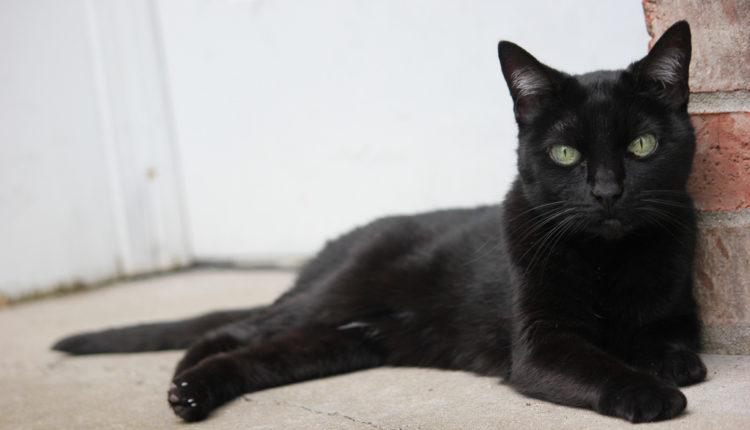 Da li znate kako je nastalo sujeverje o crnim mačkama?