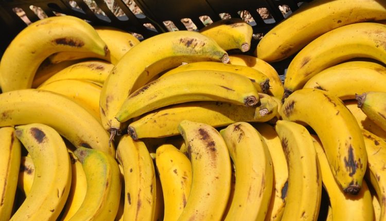 Siguran i lak put do mršavljenja: Jutarnja banana dijeta – vaša omiljena dijeta