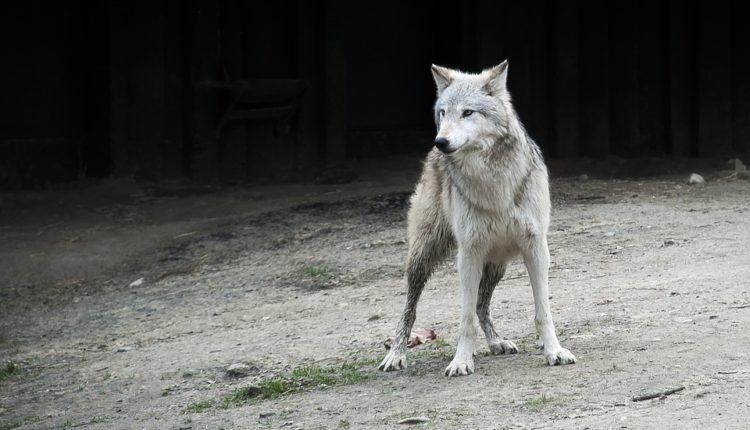 Neverovatno: Pronađena glava vuka iz ledenog doba