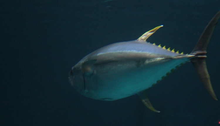 Ulovio tunu kapitalca u Jadranskom moru – vrednu skoro 5.000 evra