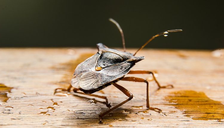 Poprskajte ovu mešavinu po kući, insekti nestaju nakon 2 sata!