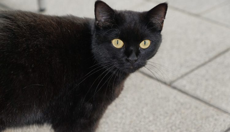 Mnogi veruju da crna mačka donosi blagostanje u kuću, ali samo ako je usvojite u ovom mesecu