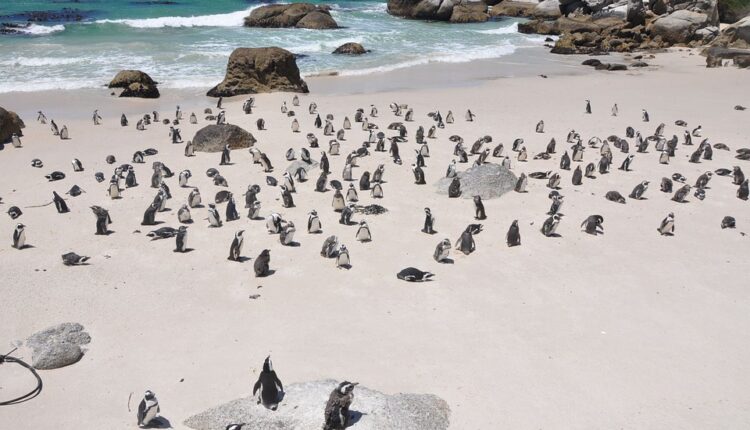 U ovoj zemlji postoji “grad pingvina”