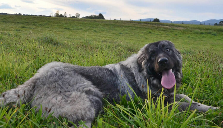 Ako smo mi Indijanci, šarplaninac je albanski