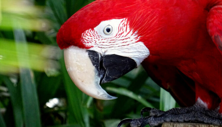 Legendarni papagaj Pipi Duge Čarape preminuo u 51. godini