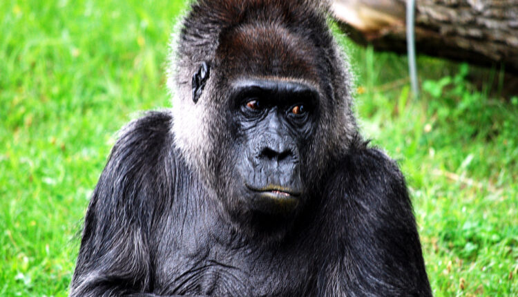Majk Tajson nudio ogroman novac da ga puste da napadne – gorilu