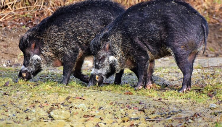 U Srbiji naređen masovni odstrel divljih svinja, a ovo je razlog