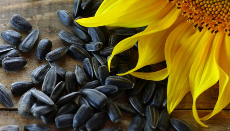 Semenke suncokreta ČINE ČUDA za naše zdravlje