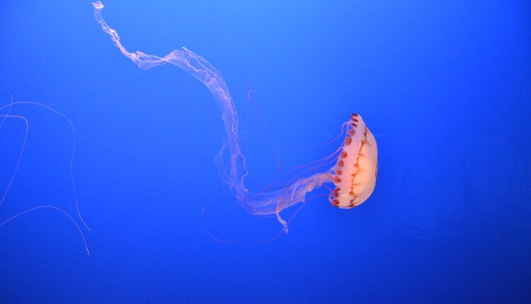 Da li su besmrtne meduze zaista besmrtne? Da li su besmrtne meduze zaista besmrtne?