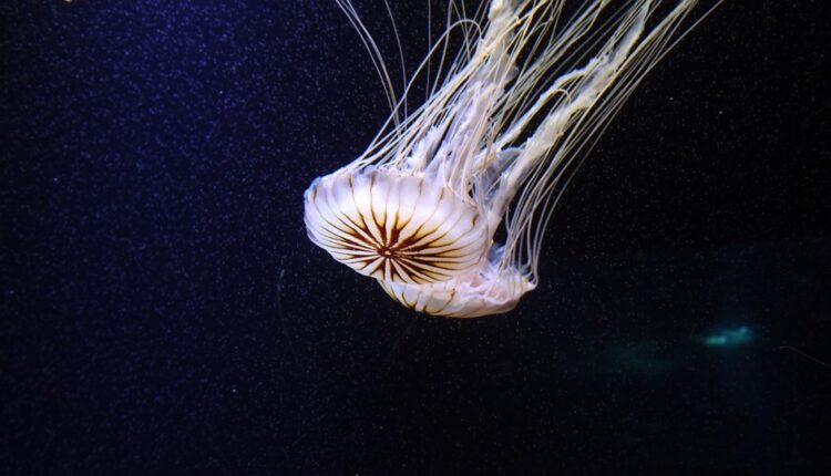 Šta raditi ako vas opeče meduza ili se ubodete na morskog ježa?