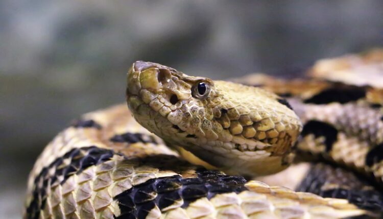 Biolog otkrio gde u Srbiji ima najviše zmija i upozorio…