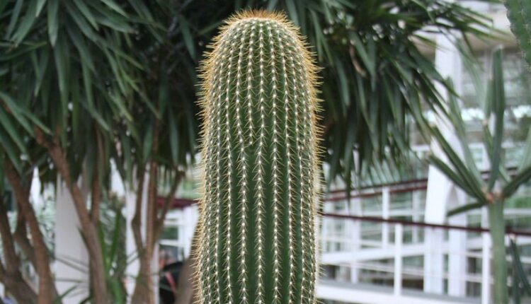 Lopovi iz botaničke bašte ukrali kaktus vredan 1.500 evra