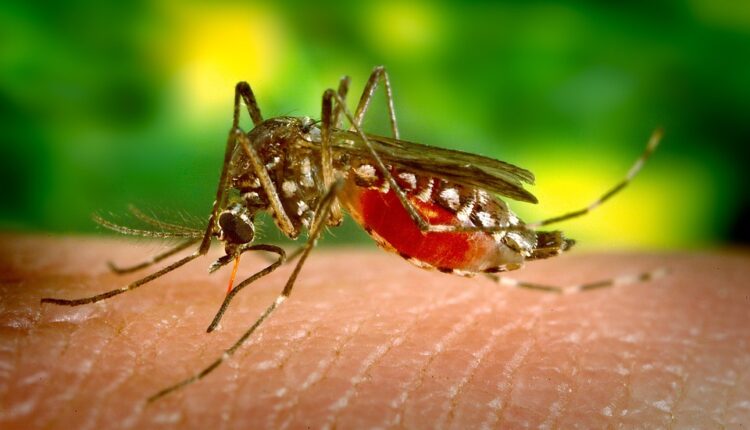 Ova prirodna sredstva držaće komarce podalje od vas