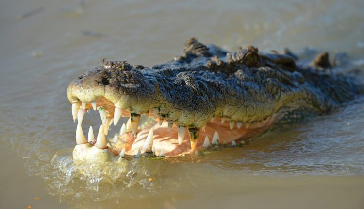 Predator iskočio iz vode i pojeo dečaka pred užasnutom porodicom