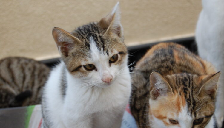 Veterinari: mačke da ne izlaze napolje – zbog korona virusa Veterinari: mačke da ne izlaze napolje – zbog korona virusa