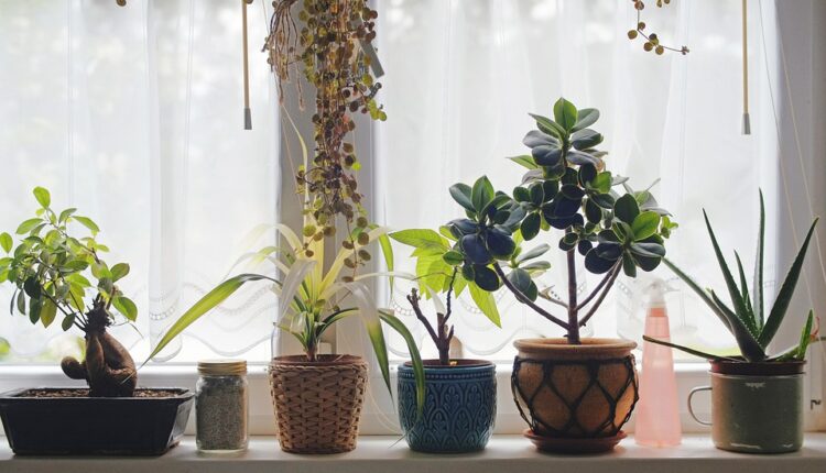 Sačuvajte vaše biljke, na ova dva mesta u kući nikako ne smete da ih držite tokom zime