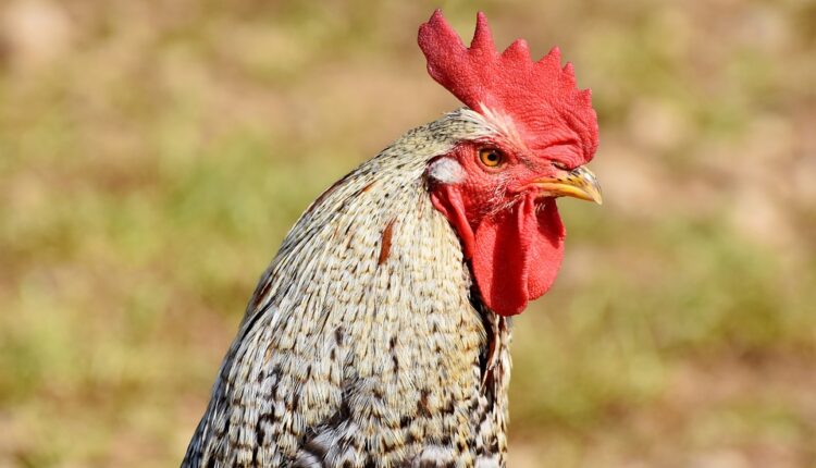 Užasna smrt: Staricu ubio petao dok je u kokošinjcu sakupljala jaja