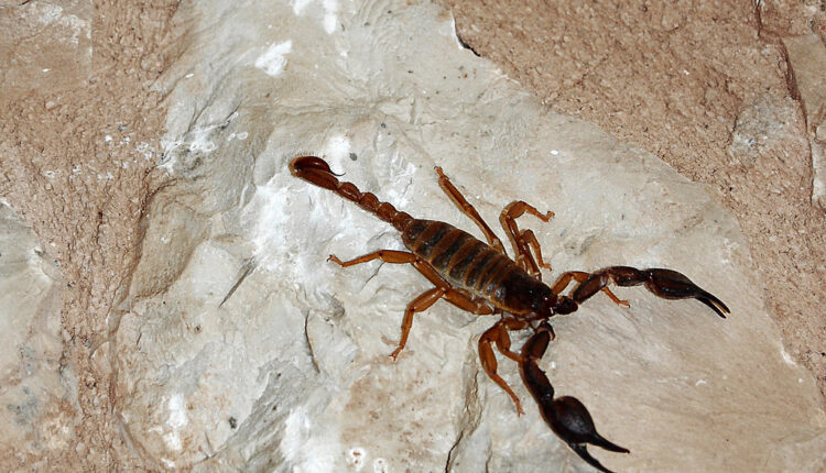 Treba li da se plašimo škorpija na Kalemegdanu?