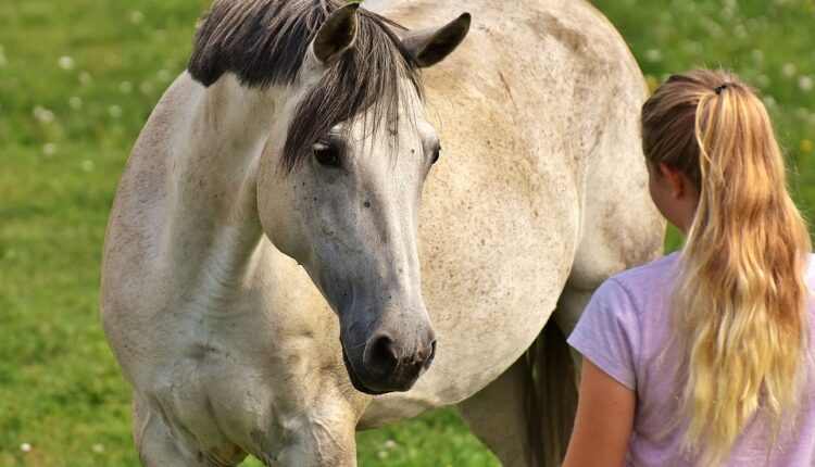 Zadatak o konju zapalio internet: Niko ne zna da li je vlasnik njegovom prodajom zaradio ili izgubio
