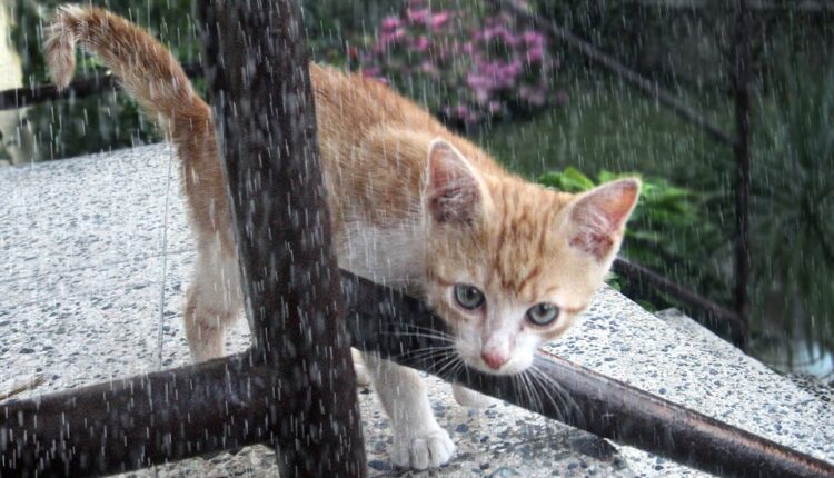 Rastopićete se: Maca ugledala kišu prvi put u životu i potpuno poludela (video)