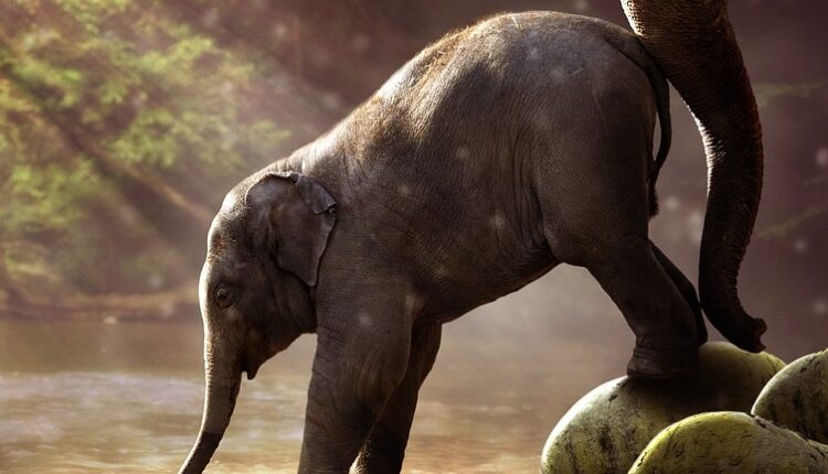 Šest slonova palo niz vodopad: Pokušali da spasu mladunče i stradali