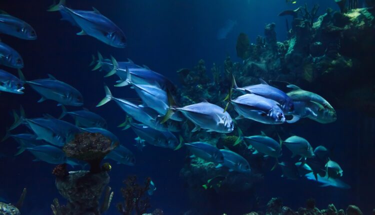 Okeanima nestaje kiseonika, ugrožen opstanak mnogih vrsta riba