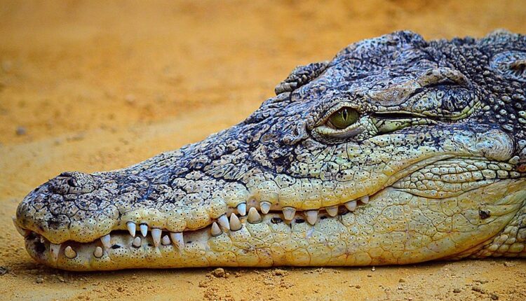 Prekršio pravilo izolacije da bi otišao na pecanje – pojeo ga krokodil Prekršio pravilo izolacije da bi otišao na pecanje – pojeo ga krokodil
