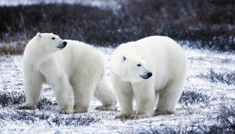 Polarni medvedi sve češće jedu jedni druge, a razlog smo – mi
