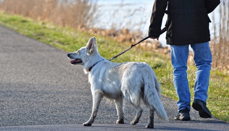 Nemci dobili novo pravilo za šetanje pasa koje je razbesnelo mnoge