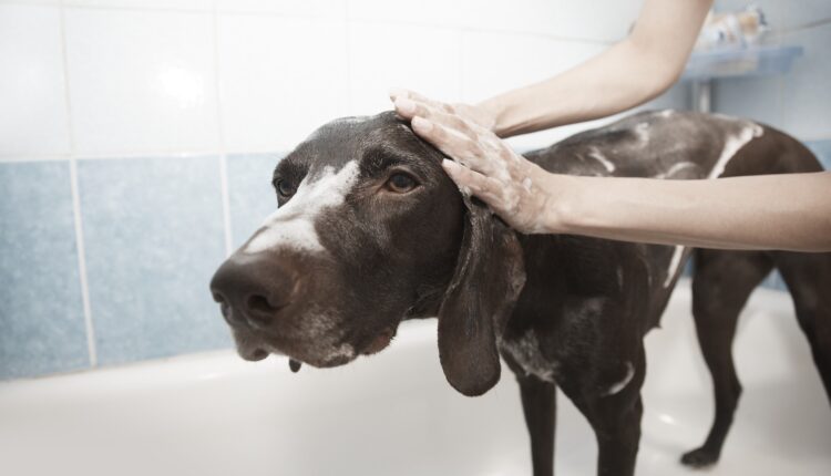 Neprijatan miris pasa posle kupanja uopšte nije od pasa: Evo šta je uzrok smrada