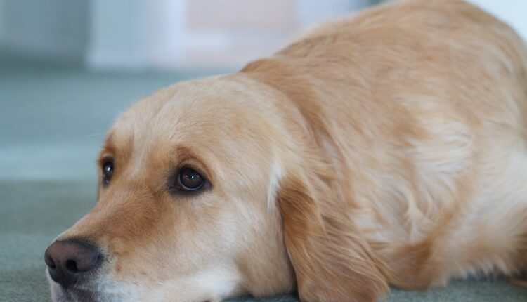 Pazite: Ove bolesti vlasnici prenose psima!