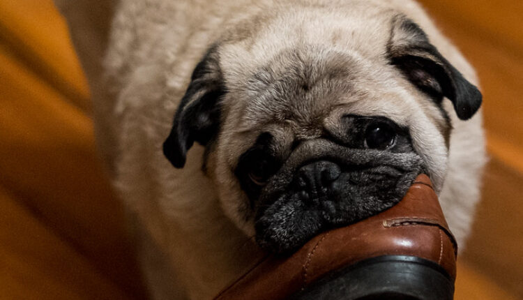 Otkrivamo zašto psi uživaju u mirisima ljudskih cipela