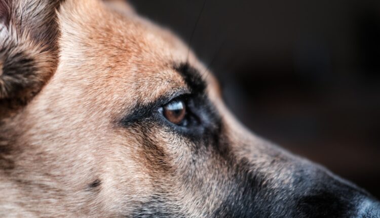 Ovo su najpametnije rase pasa: Poslušni, odani i vredni (foto)